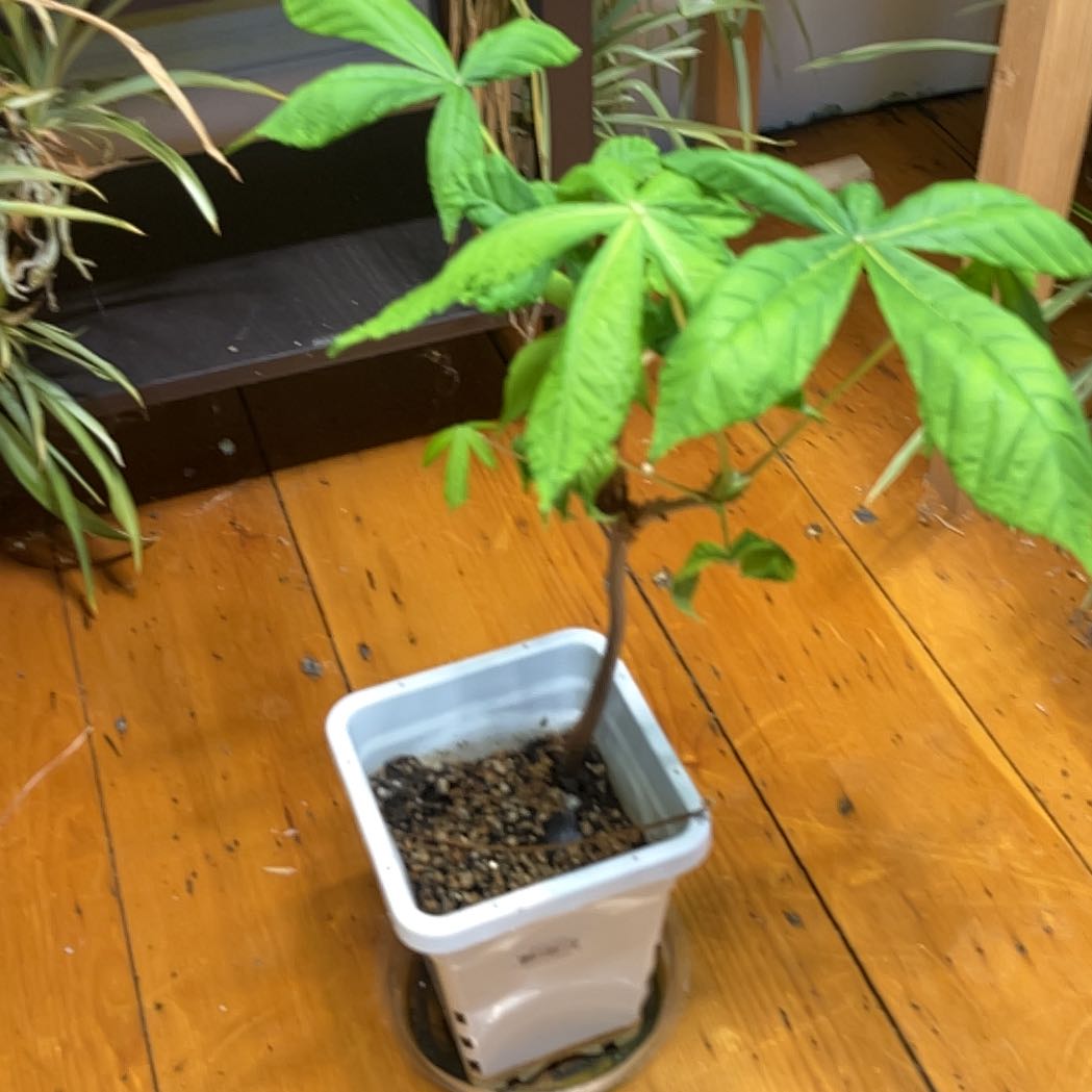 Photo of the plant species European Horse-Chestnut by @CedarMyers named Willow on Greg, the plant care app