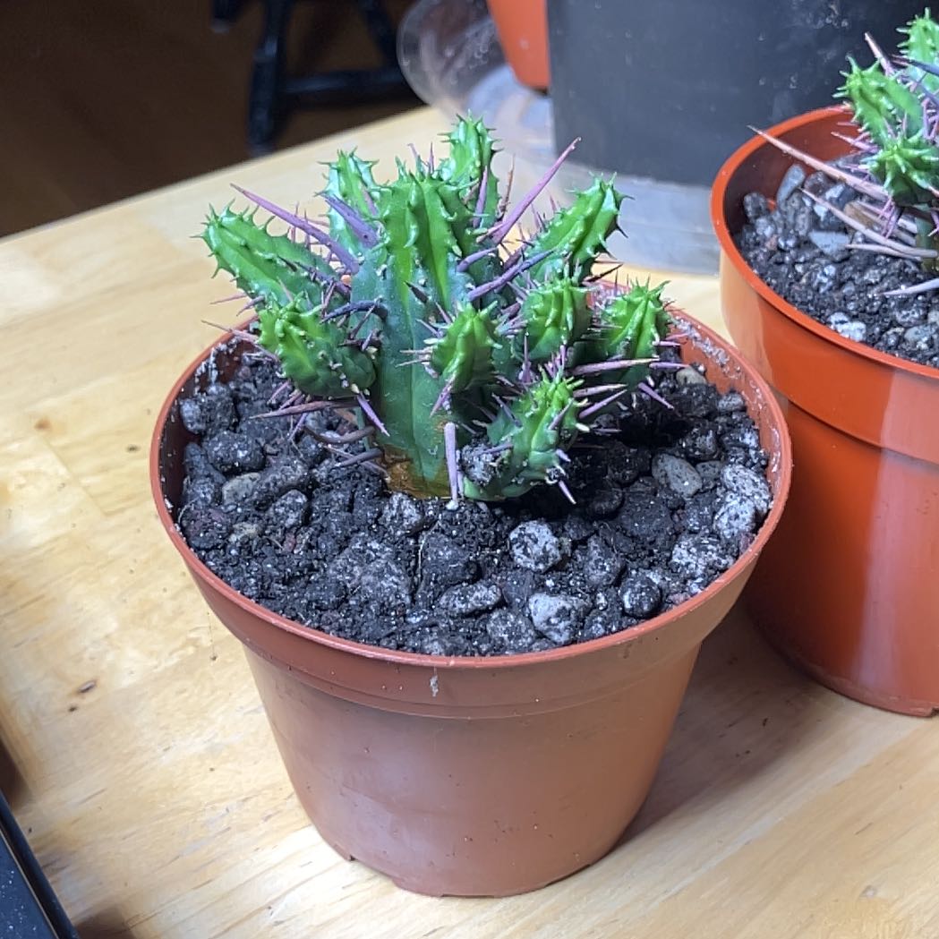 Photo of the plant species Euphorbia ferox by @CedarMyers named Snoozling on Greg, the plant care app