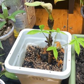 Photo of the plant species European Horse-Chestnut by @CedarMyers named Harper on Greg, the plant care app