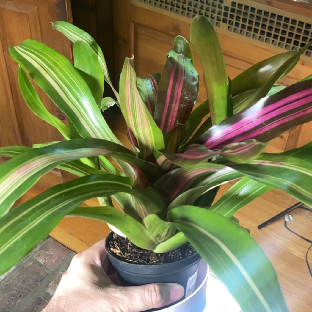 Photo of the plant species Bromeliads by @CedarMyers named Enrique on Greg, the plant care app