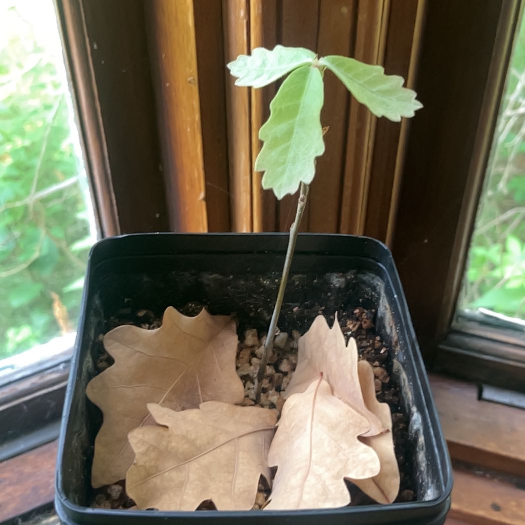 Photo of the plant species Oak Tree by @CedarMyers named Anne on Greg, the plant care app