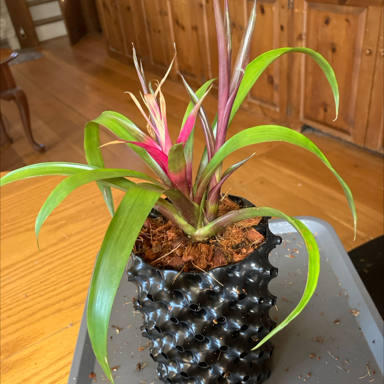 Photo of the plant species Guzmania Bromeliad by @CedarMyers named Kendall on Greg, the plant care app