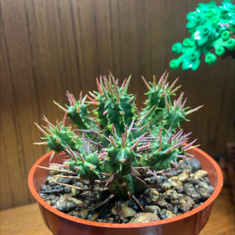 Photo of the plant species Euphorbia ferox by @CedarMyers named Sir Walter Spike on Greg, the plant care app