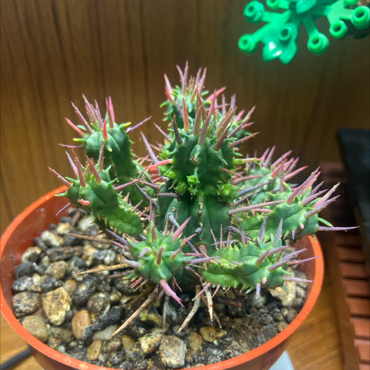 Photo of the plant species Euphorbia ferox by @CedarMyers named Sir Walter Spike on Greg, the plant care app