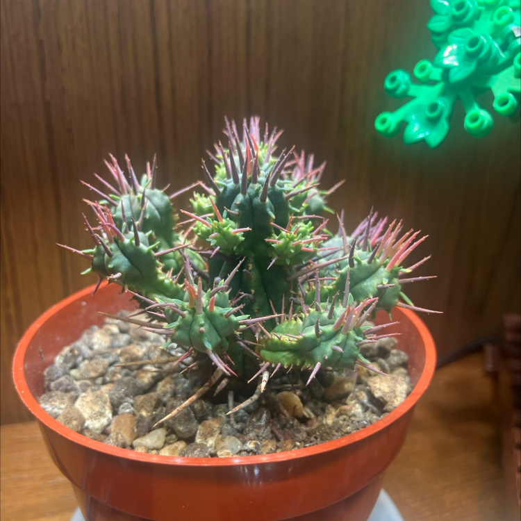 Photo of the plant species Euphorbia ferox by @CedarMyers named Sir Walter Spike on Greg, the plant care app