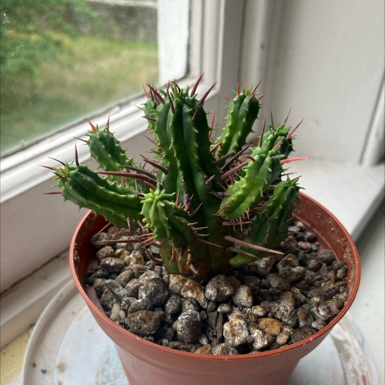 Photo of the plant species Euphorbia ferox by @CedarMyers named Snoozling on Greg, the plant care app