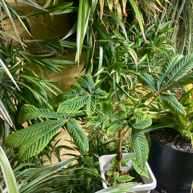 Photo of the plant species European Horse-Chestnut by @CedarMyers named Harper on Greg, the plant care app