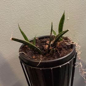 Photo of the plant species Tampa Butterfly Orchid by @TrustyPawpaw29 named Beckham on Greg, the plant care app