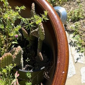 Photo of the plant species Bakersfield Beavertail Cactus by @DestinedBonsai7 named Navajo on Greg, the plant care app