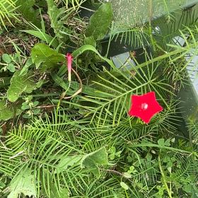 Photo of the plant species Ipomoea Quamoclit by @HelpfulOgreears named Demi on Greg, the plant care app
