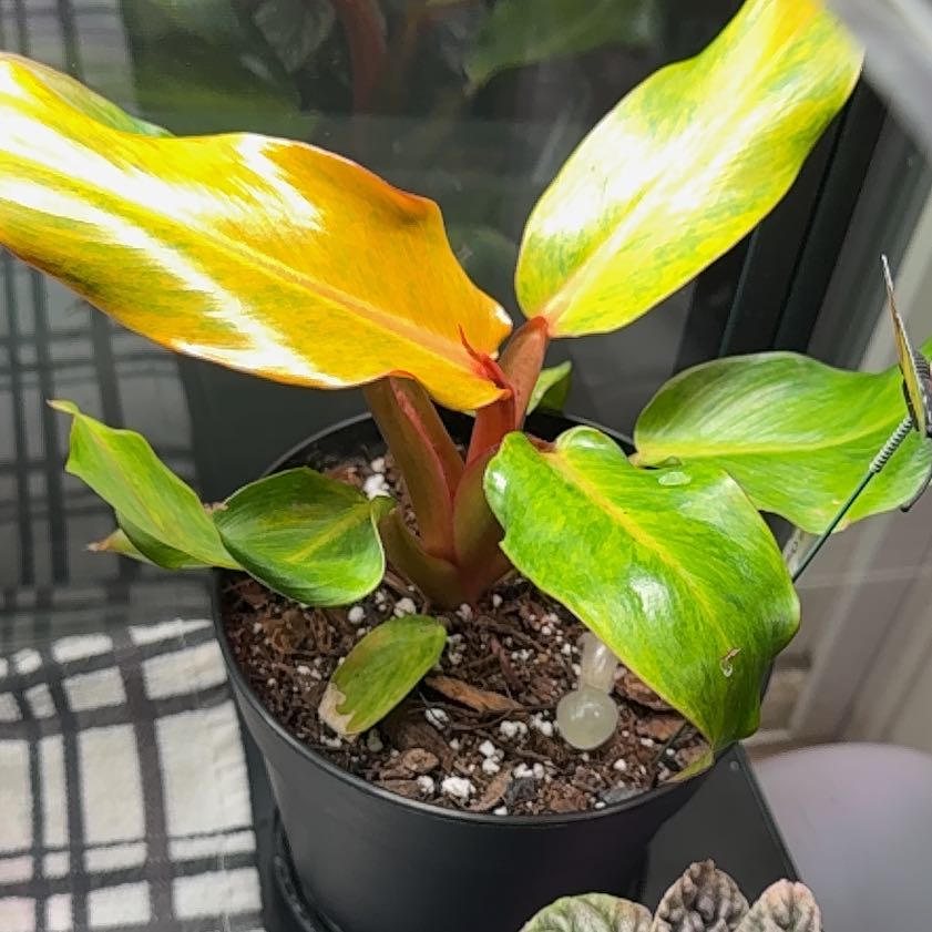 Photo of the plant species Philodendron orange Marmalade by @PetClubmoss11 named Diana on Greg, the plant care app