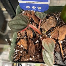 Photo of the plant species Pepperomia santorini by @PetClubmoss11 named ChloroPhil on Greg, the plant care app