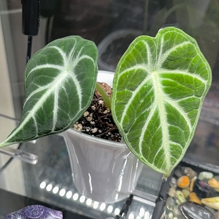 Photo of the plant species Alocasia Black Velvet Ninja by @PetClubmoss11 named Peter Parker on Greg, the plant care app