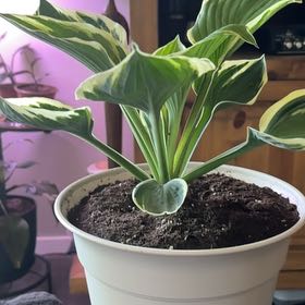 Photo of the plant species Minuteman Hosta by @OklaHomie42 named Bella on Greg, the plant care app