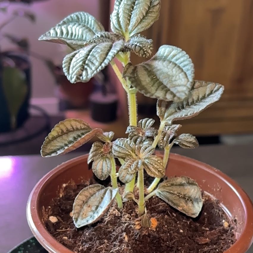 Photo of the plant species Friendship Plant by @YardWoreya37 named Shakira on Greg, the plant care app