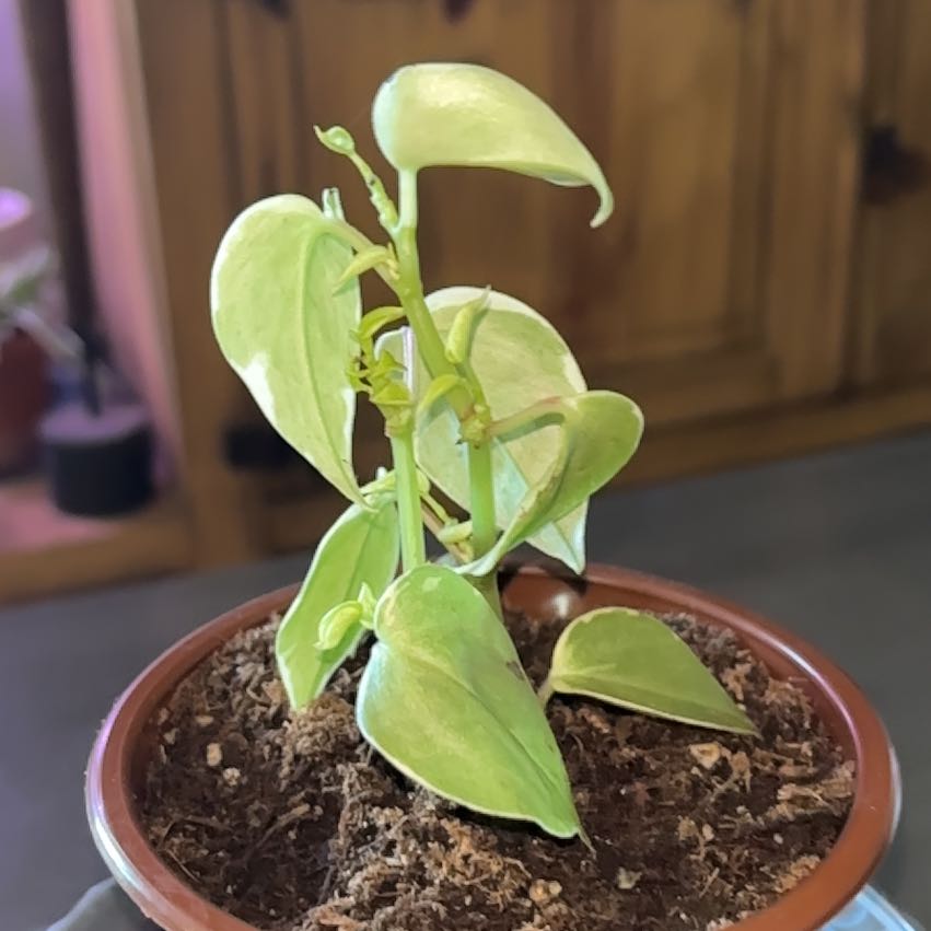 Photo of the plant species Variegated Vining Peperomia by @OklaHomie42 named Willow on Greg, the plant care app