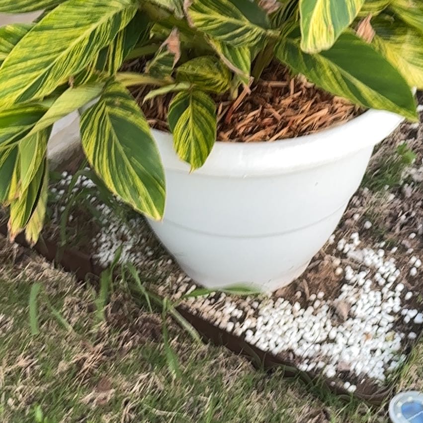 Photo of the plant species Variegated Shell Ginger by @OklaHomie42 named Elina on Greg, the plant care app