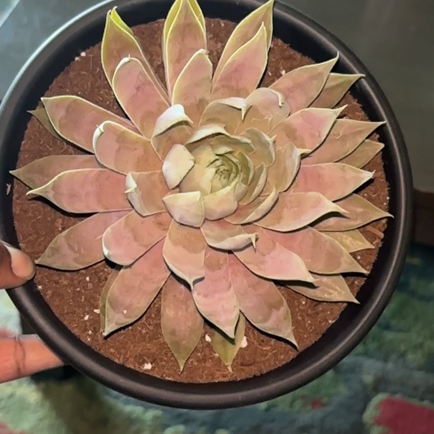 Photo of the plant species Sempervivum 'Fire Quartz' by @OklaHomie42 named Denali on Greg, the plant care app