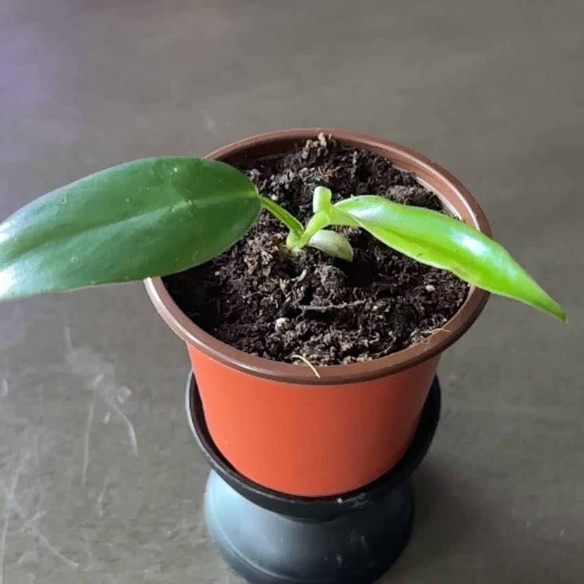 Photo of the plant species Philodendron mexicanum by @OklaHomie42 named Miley on Greg, the plant care app