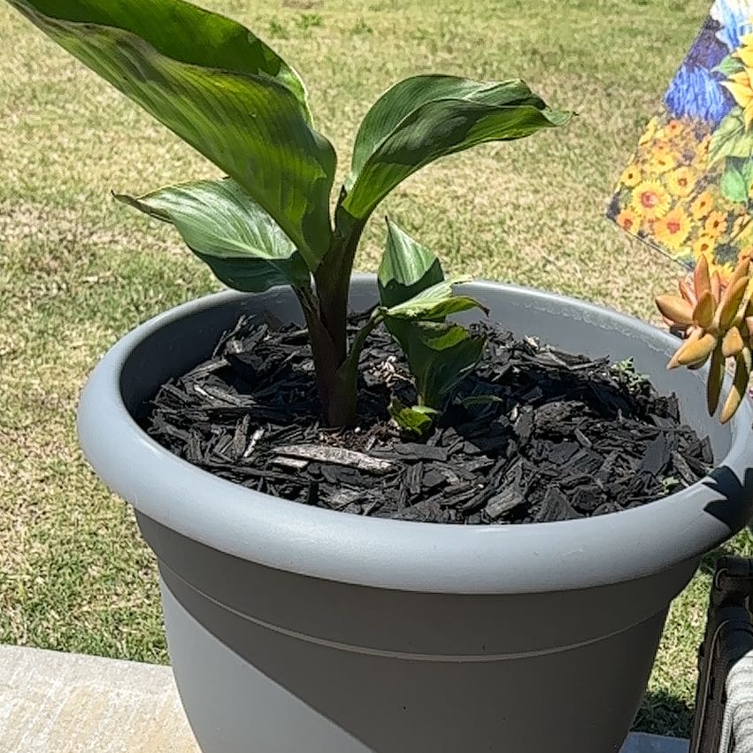 Photo of the plant species Canna 'Tropicana' by @OklaHomie42 named Marilyn on Greg, the plant care app