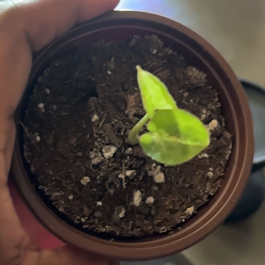 Photo of the plant species Milk Confetti by @OklaHomie42 named Scarlett on Greg, the plant care app