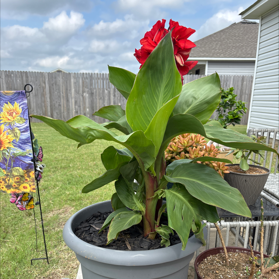 Photo of the plant species Canna 'Tropicana' by @OklaHomie42 named Marilyn on Greg, the plant care app