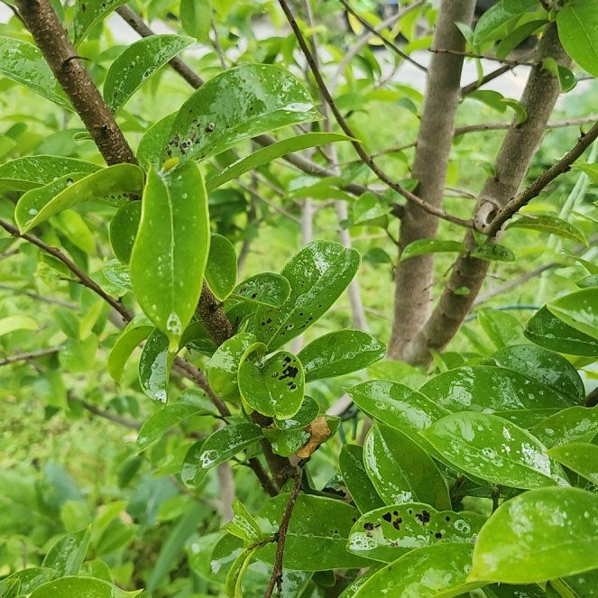Photo of the plant species Soursop by @YesTurmeric28 named Surya on Greg, the plant care app