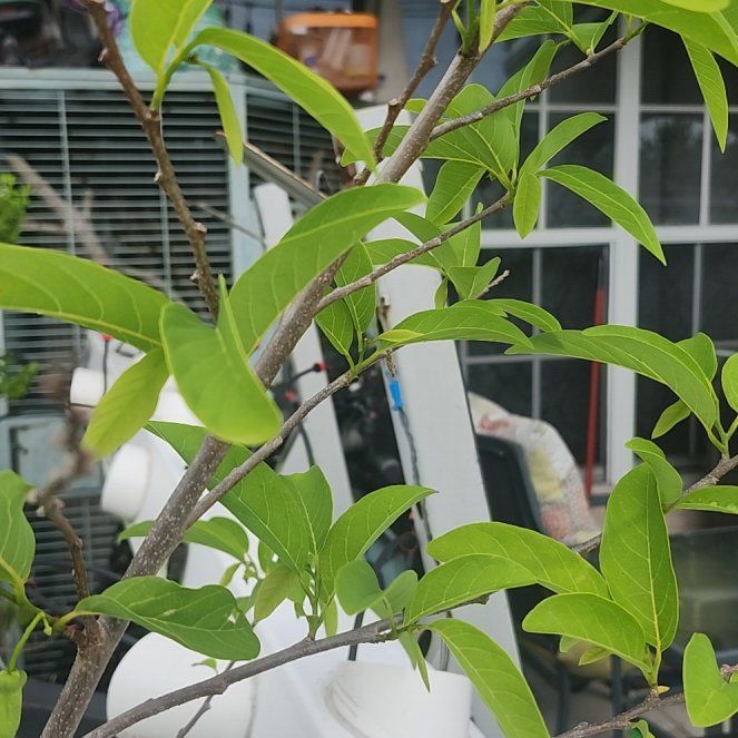 Photo of the plant species Sugar Apple by @YesTurmeric28 named Sage on Greg, the plant care app
