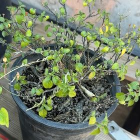 Photo of the plant species Chile Penguin by @RadKippernut45 named Sahara on Greg, the plant care app