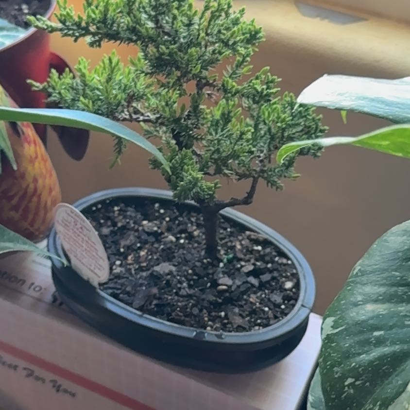 Photo of the plant species Japanese Juniper Bonsi by @RadKippernut45 named Sherlock on Greg, the plant care app