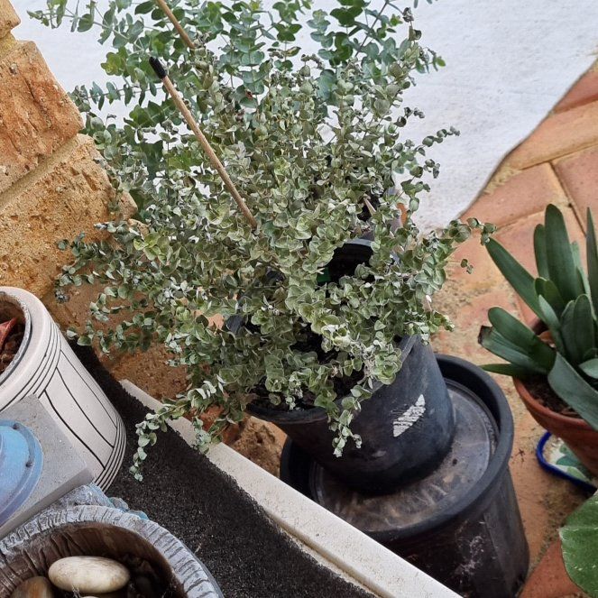 Photo of the plant species Eucalyptus lunata by @ReliableWeed79 named Xena on Greg, the plant care app