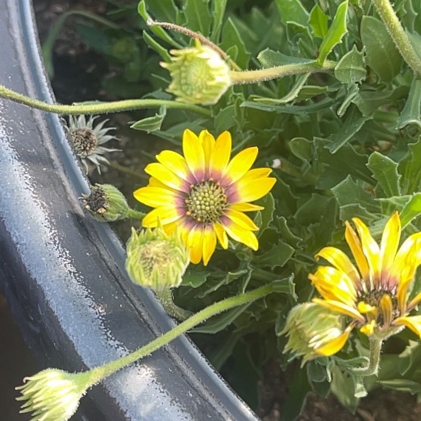 Photo of the plant species Capeweed by @GemMarigold29 named Willow on Greg, the plant care app