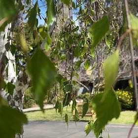 Photo of the plant species Common Birch by @PoshBigfoot35 named Bieber on Greg, the plant care app