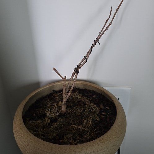 Photo of the plant species Azalea Bonsai by @WillWychelm74 named ElphieE on Greg, the plant care app