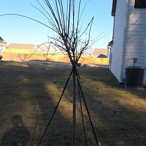 Photo of the plant species Japanese Crepe Myrtle by @WillWychelm74 named Marilyn on Greg, the plant care app