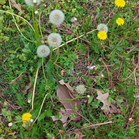 Photo of the plant species Rock Dandelion by @CaringBokchoi95 named Kardashian on Greg, the plant care app