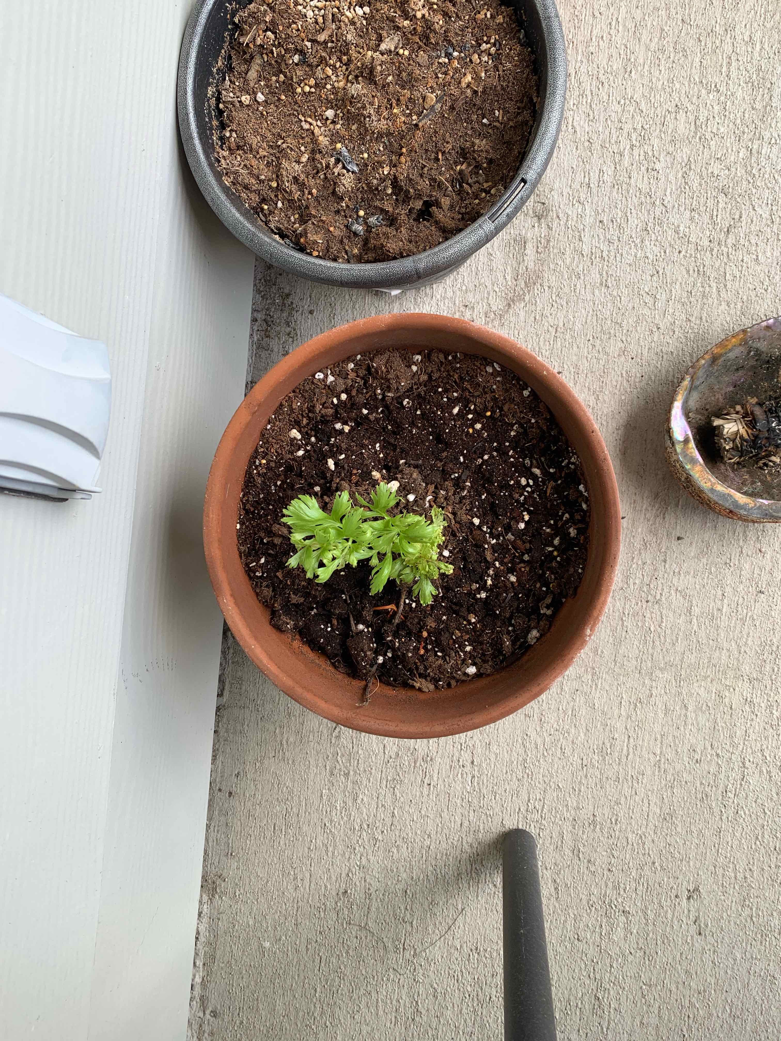 Small potted Leaf Celery plant in early growth stage with visible soil.