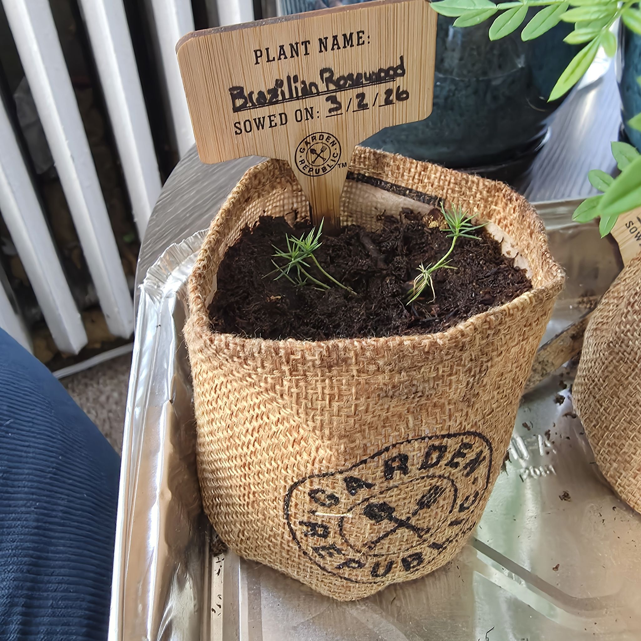 Photo of the plant species Brazilian Rosewood by @ZealTurmeric42 named Gomez on Greg, the plant care app