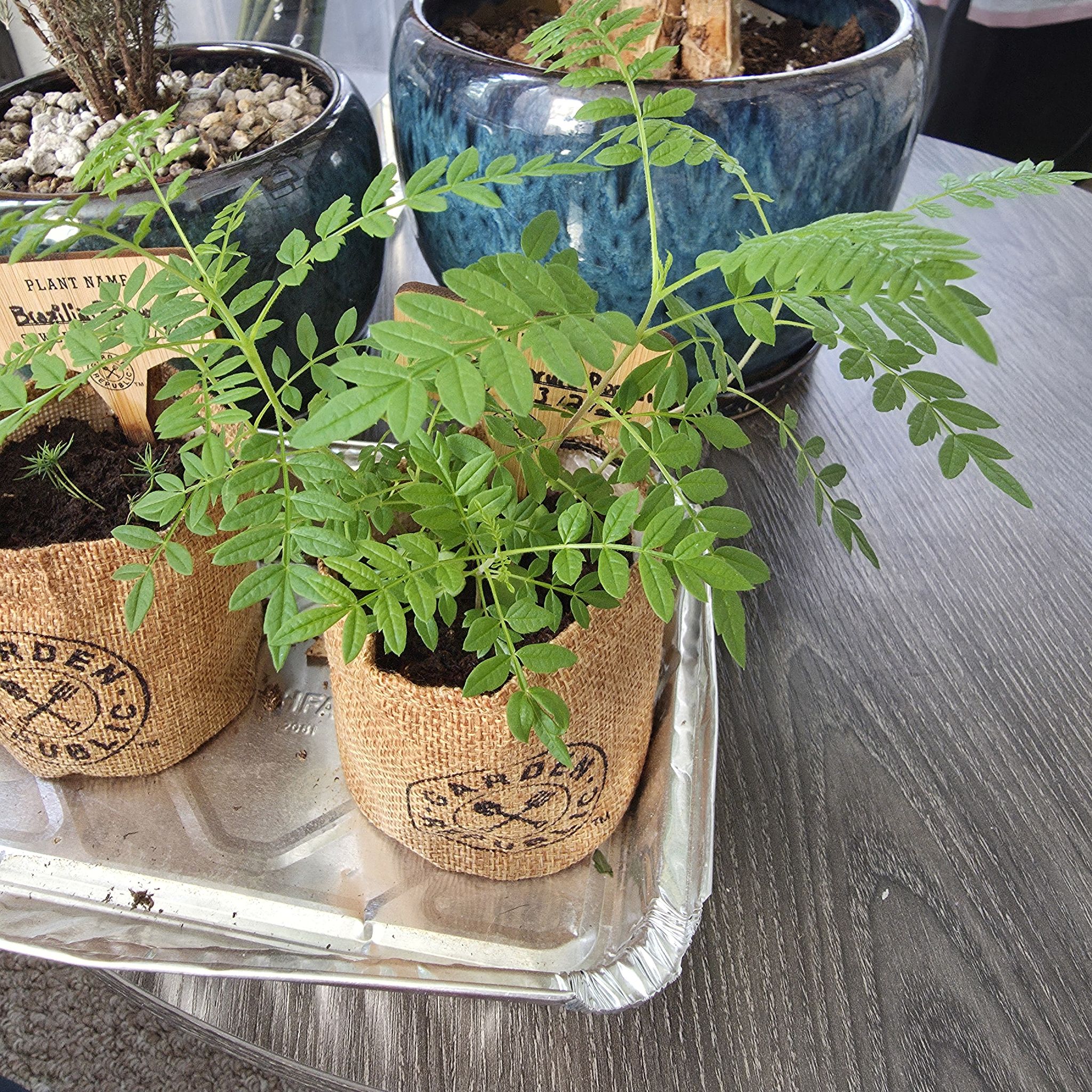 Photo of the plant species Black Spruce Bonsai by @ZealTurmeric42 named Fernie Mercury on Greg, the plant care app