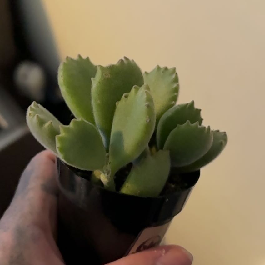 Photo of the plant species Cotyledon ladismithiensis 'Variegata' by @Corvifehl named Emerson on Greg, the plant care app