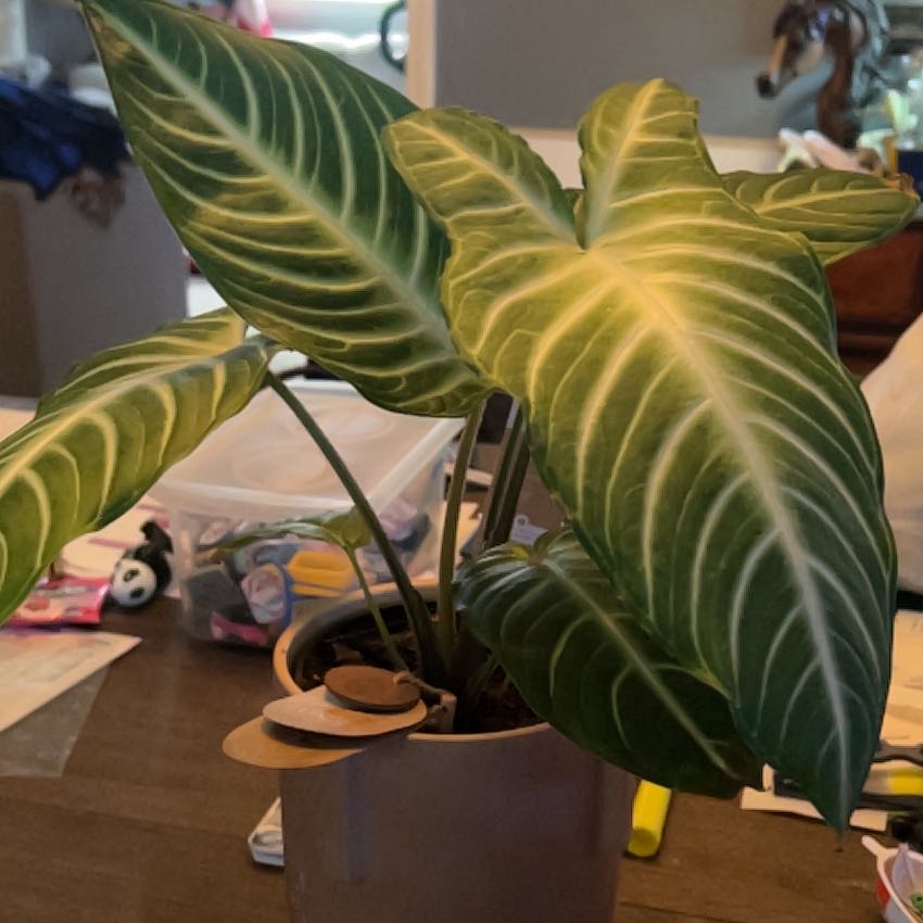 Photo of the plant species Xanthosoma by @HunkyOrchids71 named Sigmund on Greg, the plant care app