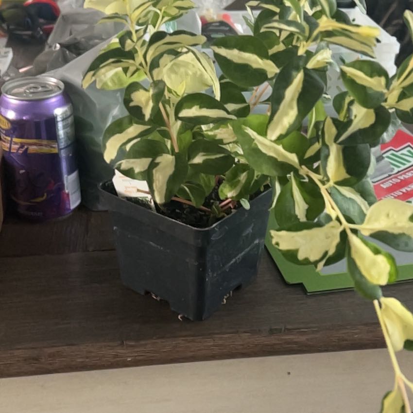 Photo of the plant species Vinca 'Wojo's Gem' by @HunkyOrchids71 named Pax on Greg, the plant care app
