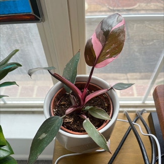 Pink Princess Philodendron plant in Alexandria, Virginia