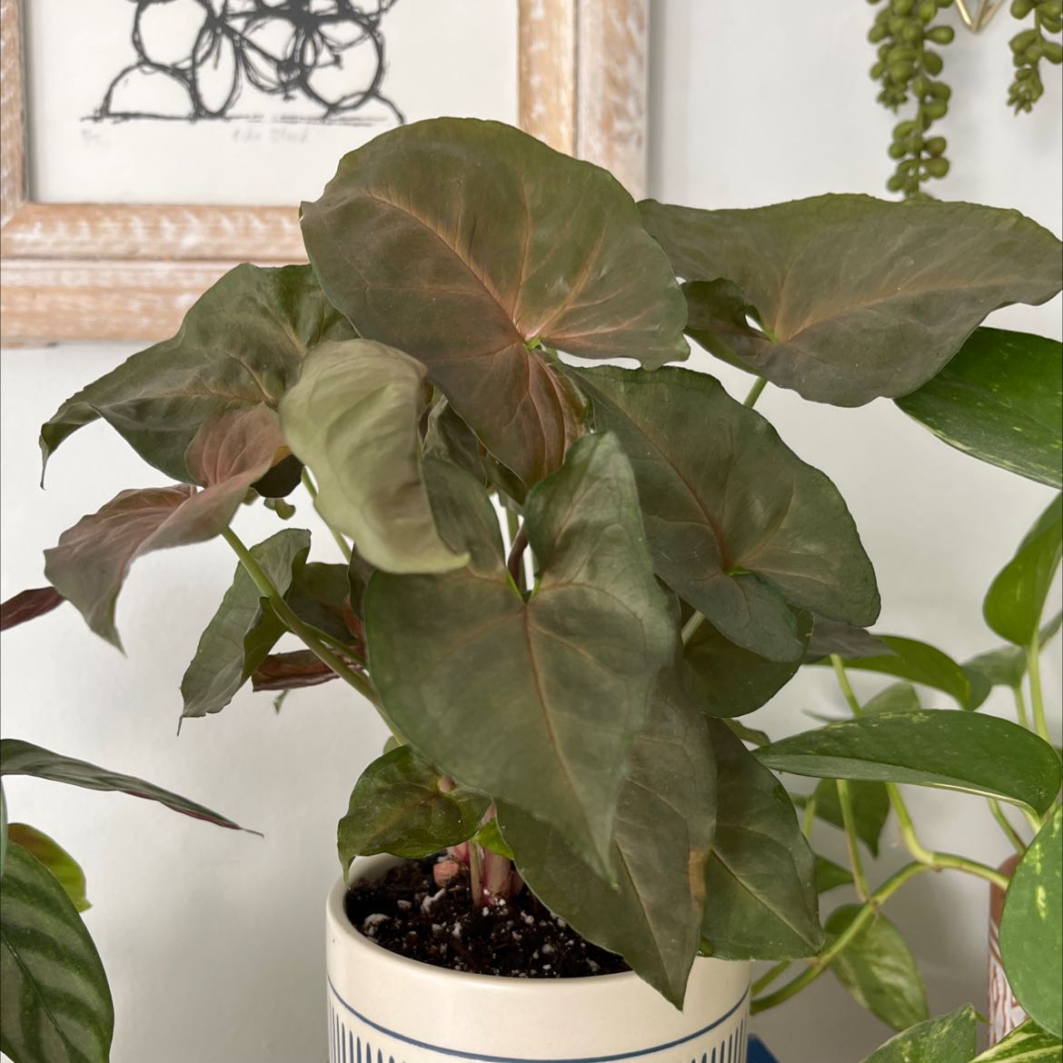 Syngonium 'Maria Allusion' plant in a pot with healthy leaves, well-framed and focused.