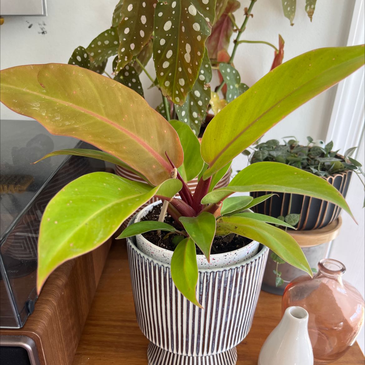 Philodendron Prince of Orange plant in a decorative pot with vibrant leaves, slight yellowing visible.