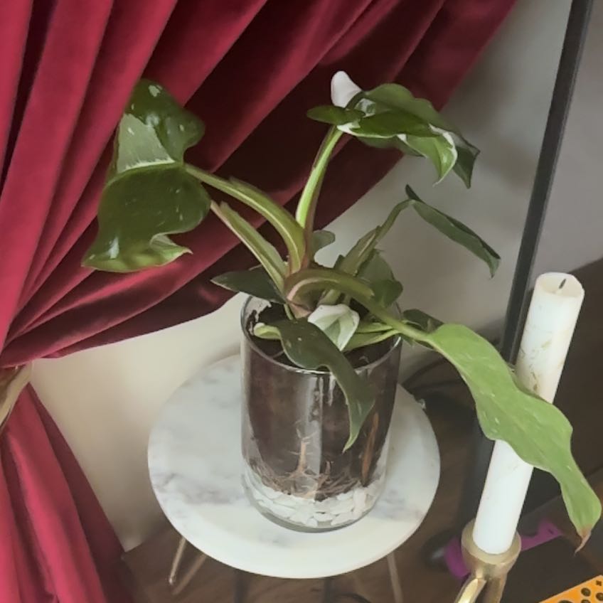 Photo of the plant species White Knight by @cyndivb named Harry on Greg, the plant care app