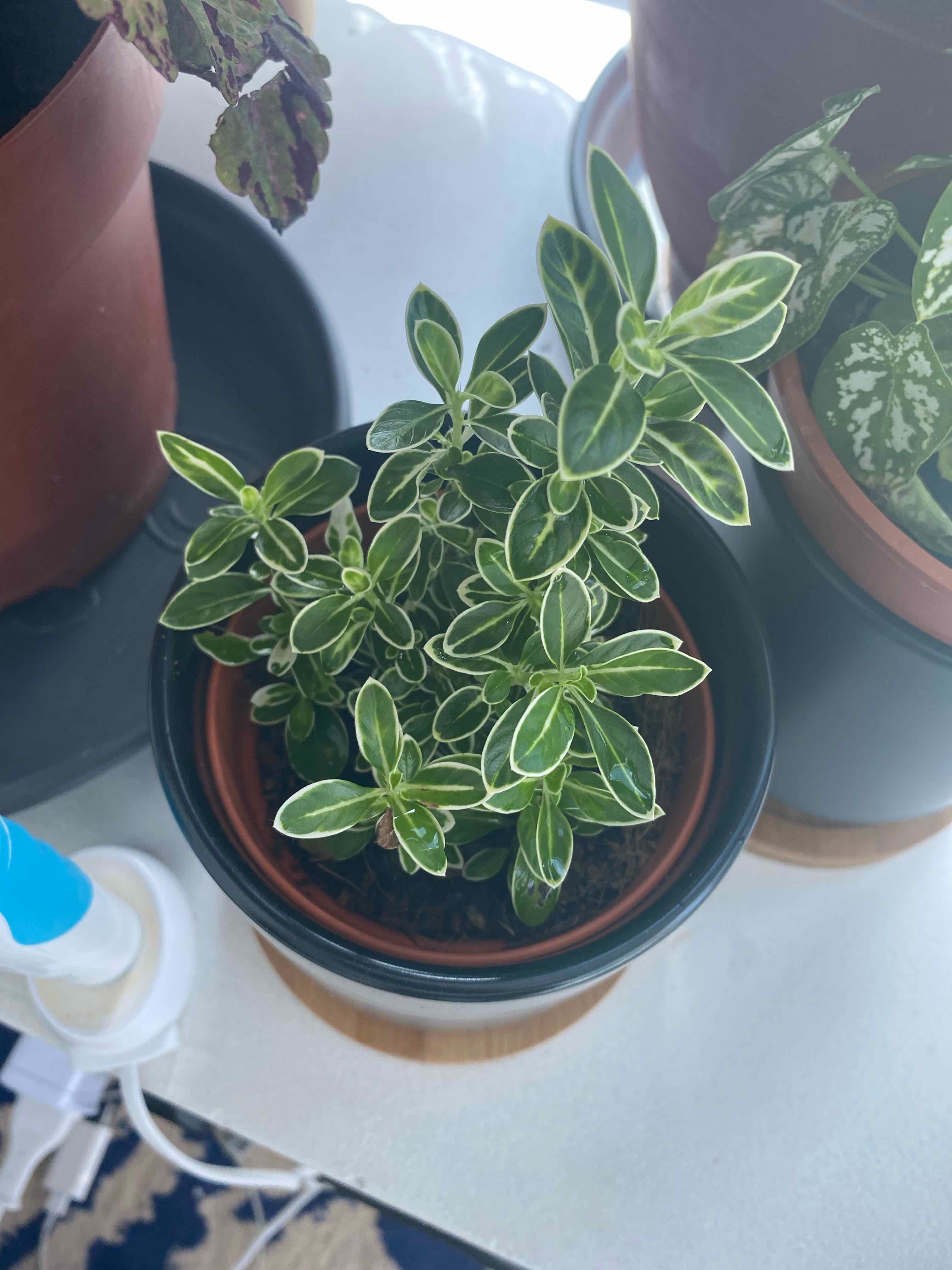 Potted Snowrose plant with variegated leaves, healthy appearance, visible soil.