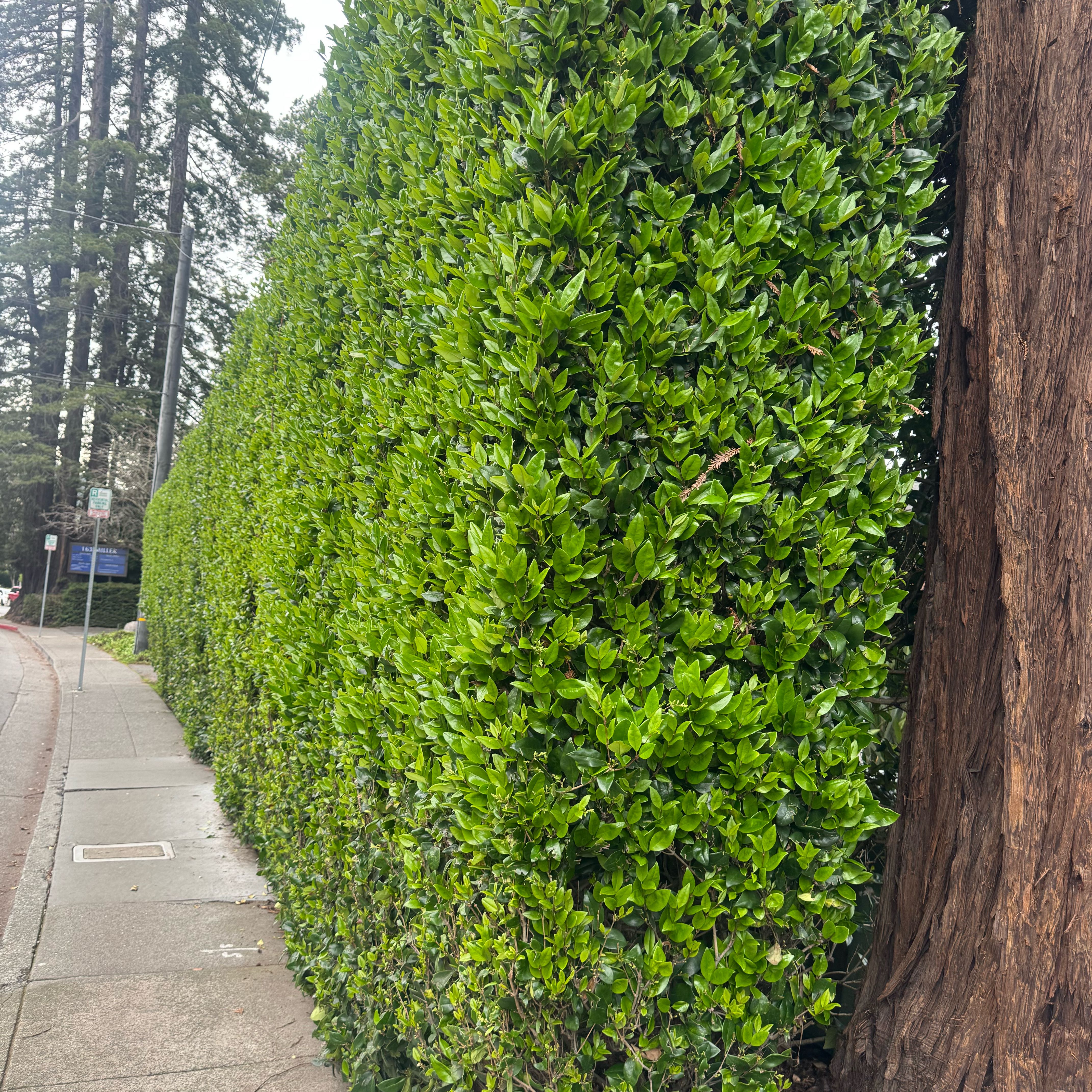 Photo of the plant species Brush Cherry by @YeveBluesage49 named Sherlock on Greg, the plant care app