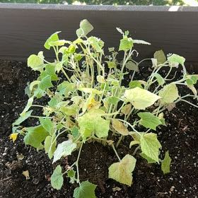 Photo of the plant species Cucumber by @ChampRedtree60 named Daphne on Greg, the plant care app