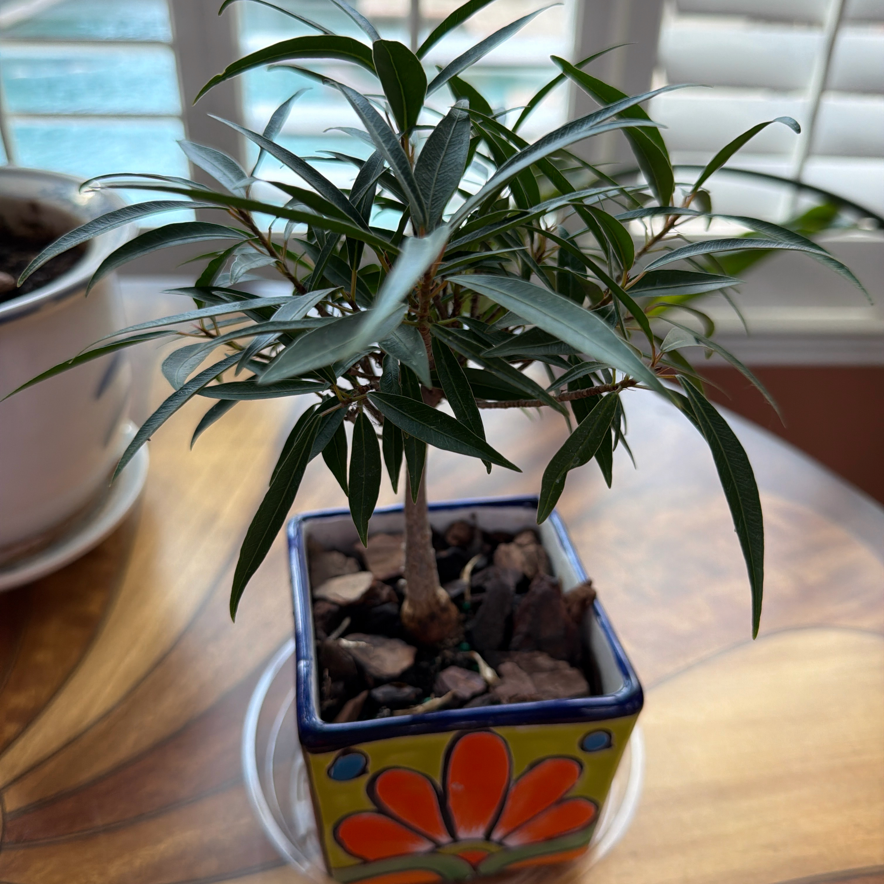 Photo of the plant species Willow Leaf Fig by @LegitLukiwan56 named Robert Plant on Greg, the plant care app